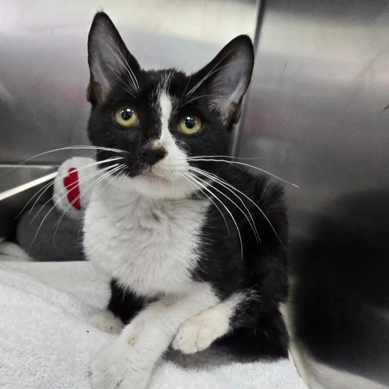 A baby small-sized male Domestic Short Hair cat named Spookley The Square Pumpkin for adoption in Mentor, OH
