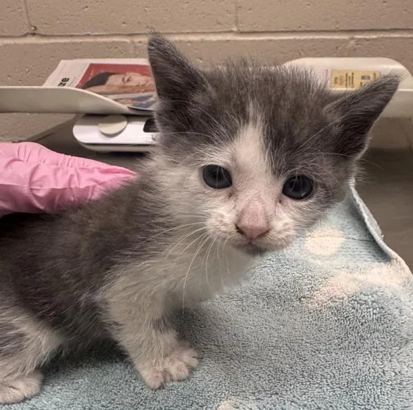 A baby small-sized male Domestic Short Hair cat named Swashbuckler for adoption in San Diego, CA