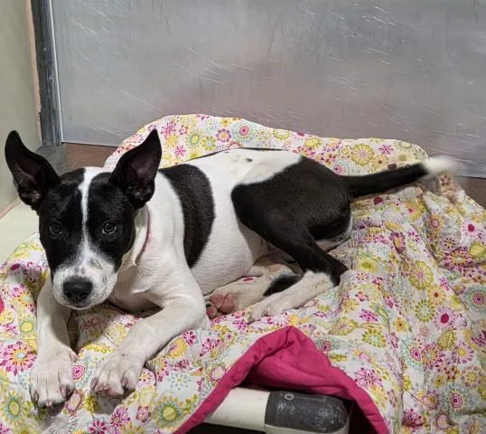 A baby small-sized female Pit Bull Terrier dog named Rainbow for adoption in Bakersfield, CA