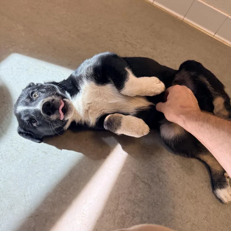 A baby small-sized female Border Collie dog named Uva for adoption in Rifle, CO
