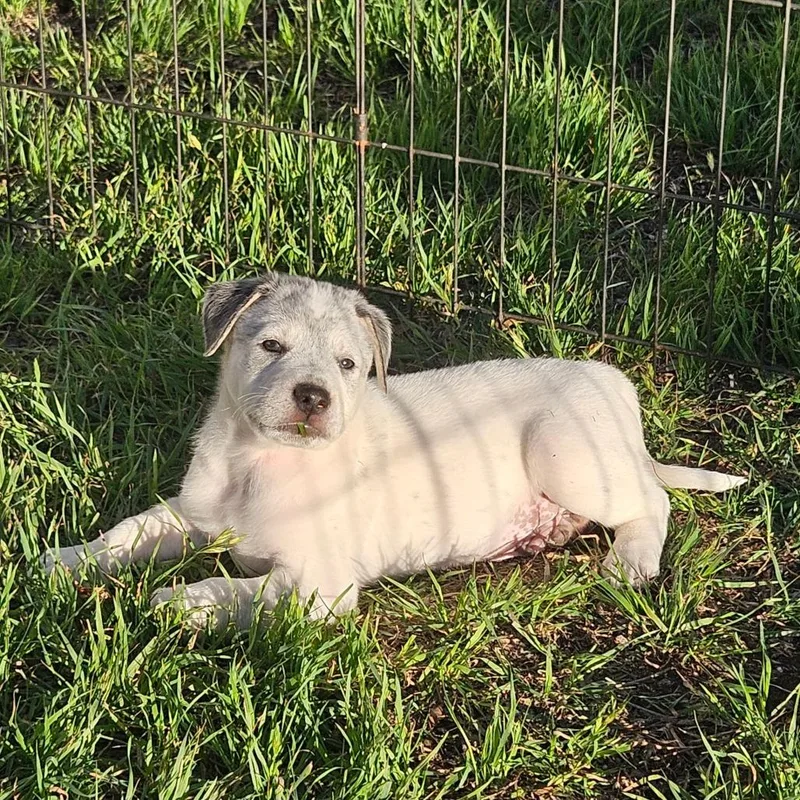 Shortcake thumbnail 2