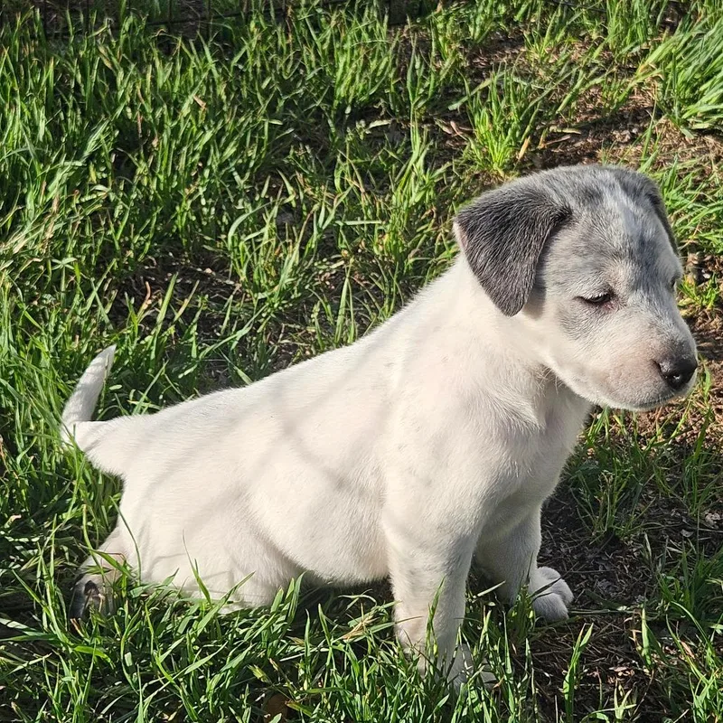 Shortcake thumbnail 3