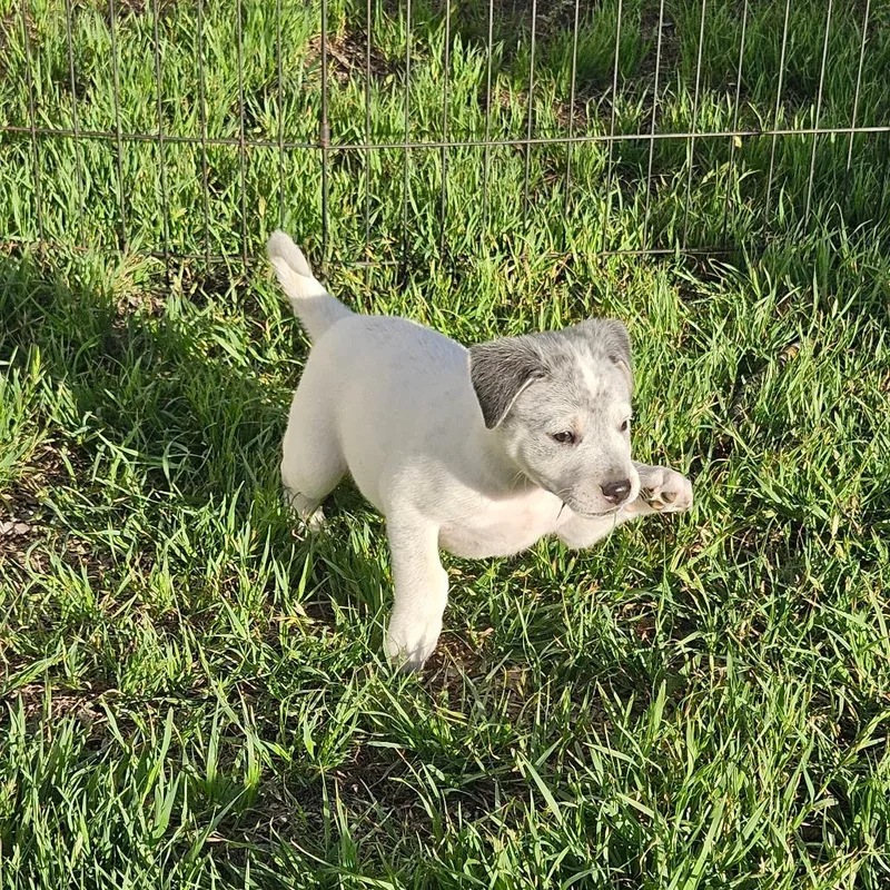 Shortcake thumbnail 4