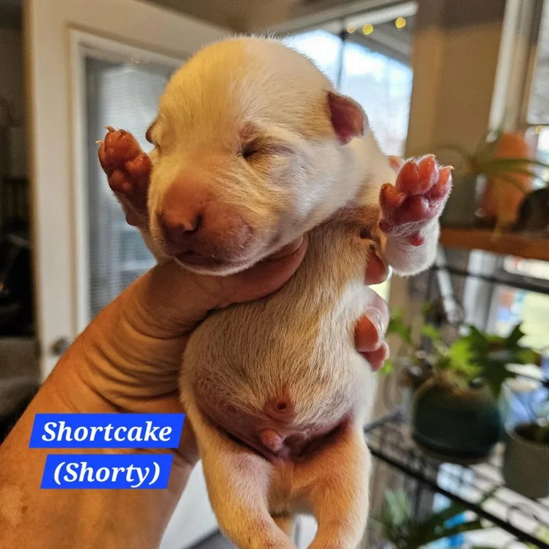 Shortcake thumbnail 5