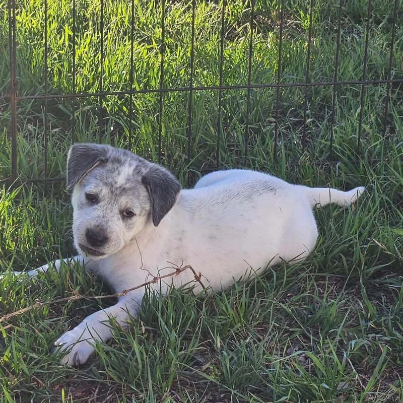 Shortcake thumbnail 6