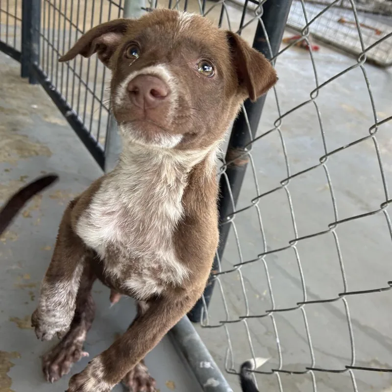 A baby small-sized male Brown / Chocolate Labrador Retriever dog named Chuckie for adoption in West Point, MS