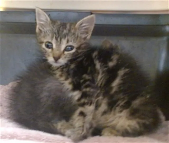 A baby small-sized female Domestic Short Hair cat named Maomao for adoption in Oklahoma City, OK