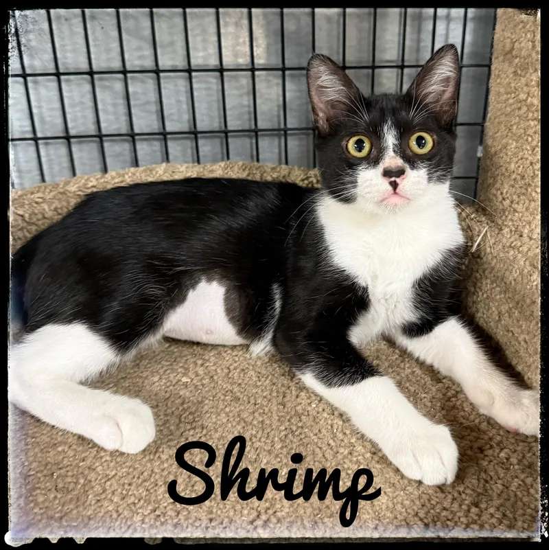 A baby small-sized female Domestic Short Hair cat named Shrimp for adoption in El Cajon, CA
