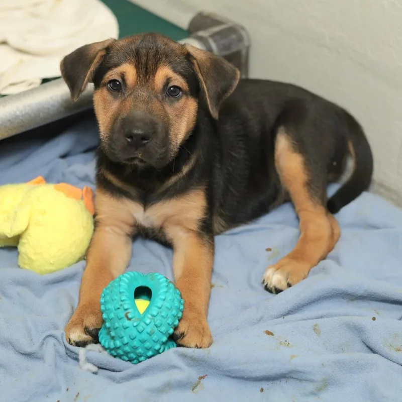 A baby small-sized female Brown / Chocolate Mixed Breed dog named Francine for adoption in Evansville, IN