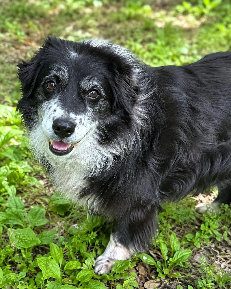 Lassie thumbnail 5