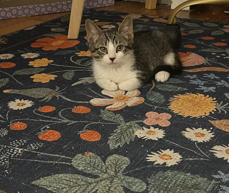 A baby medium-sized male Tabby (Gray / Blue / Silver) Domestic Short Hair cat named Potato Chip for adoption in Baltimore, MD