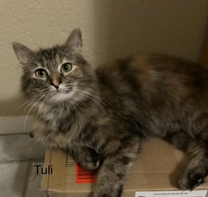 Tuli