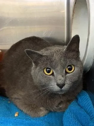 An adult medium-sized female Domestic Short Hair cat named Anna for adoption in Gainesville, FL