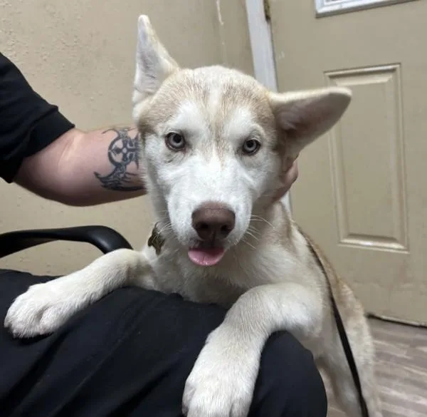 A baby large-sized male Siberian Husky dog named Nacho for adoption in Oceanside, CA