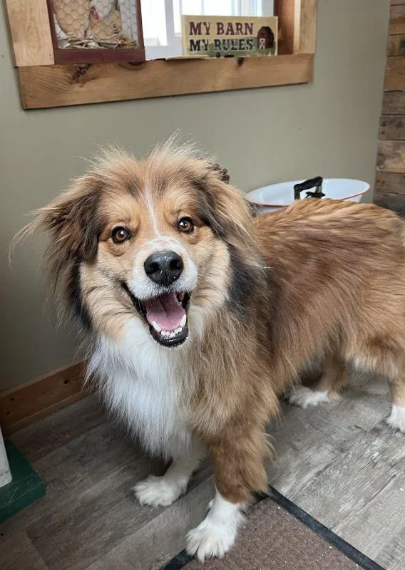 An adult medium-sized male Australian Shepherd dog named Cody for adoption in Genoa, IL