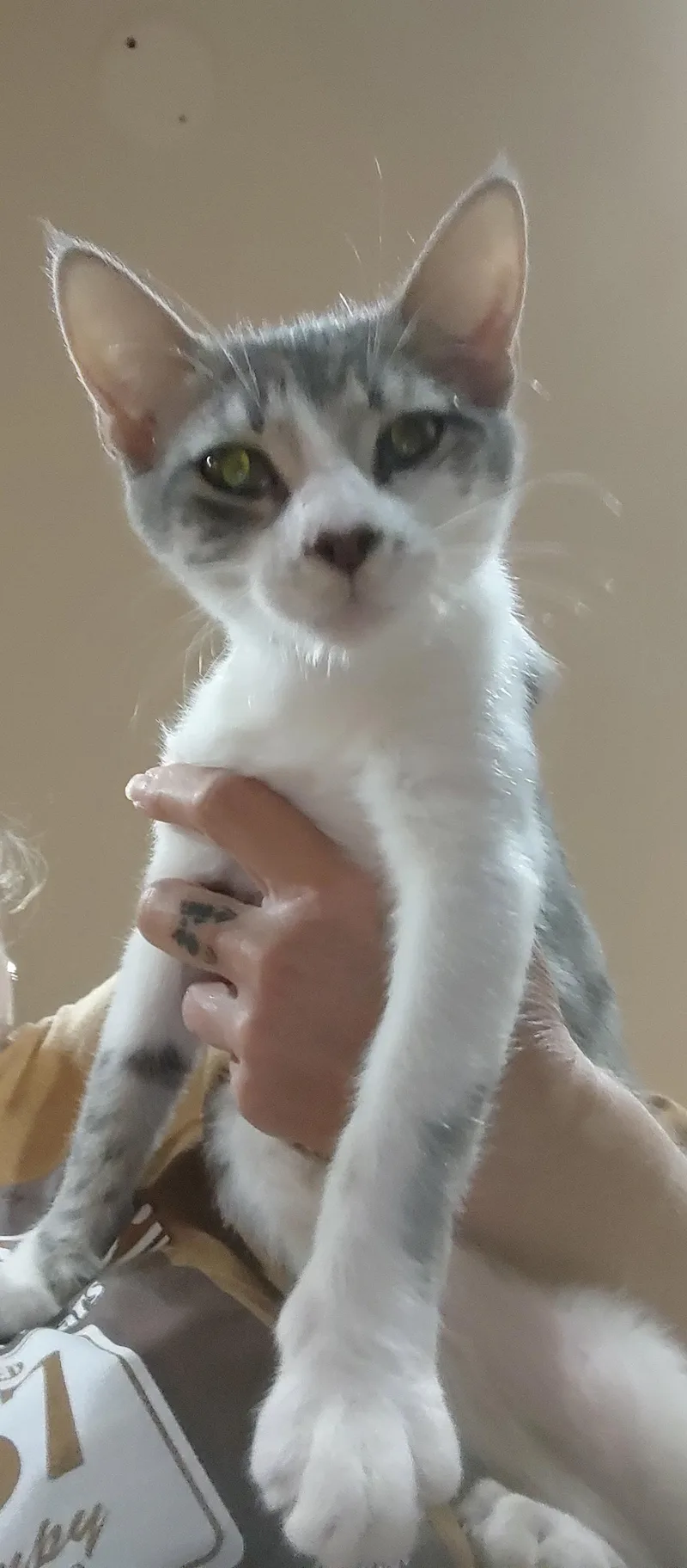 A young medium-sized female Domestic Medium Hair cat named Eleanor for adoption in Phoenix, AZ