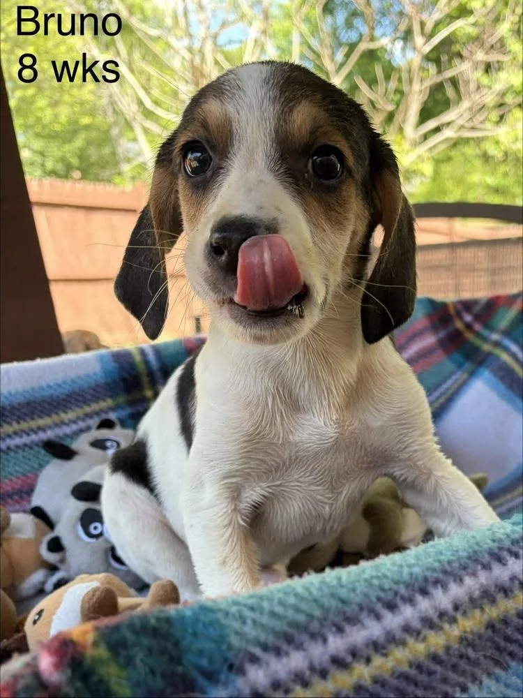 Bruno