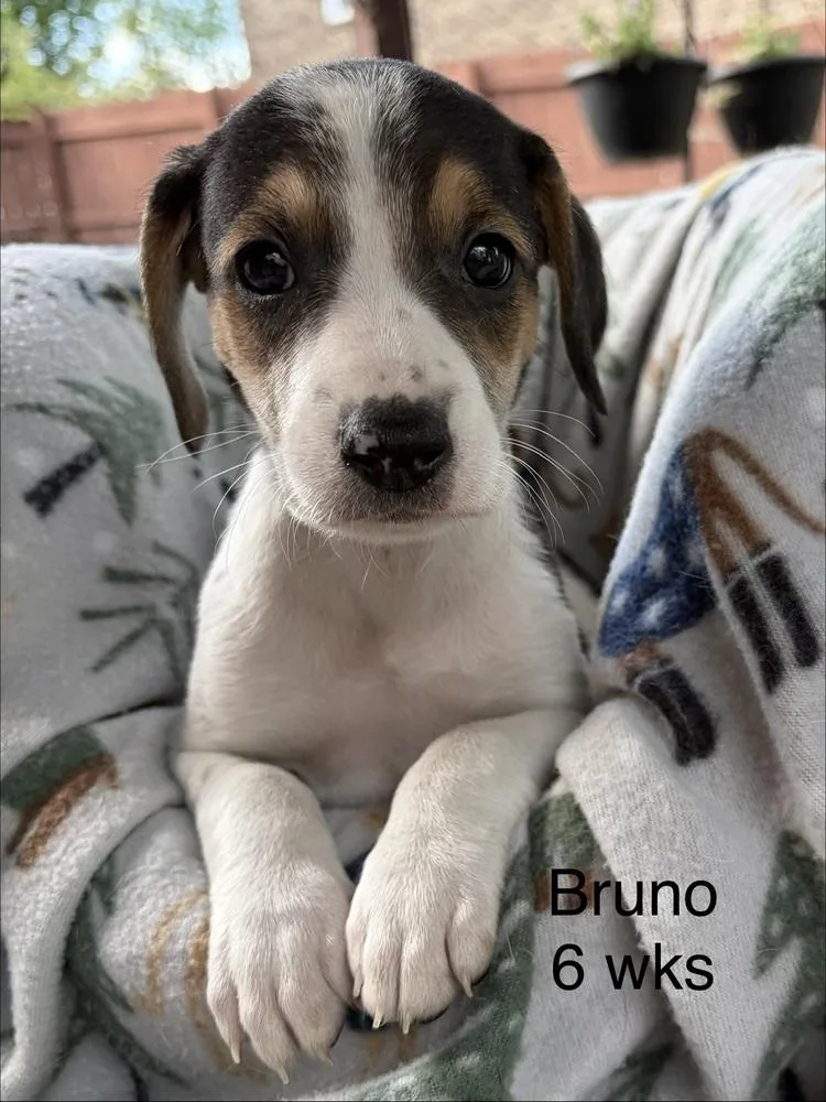 Bruno thumbnail 3
