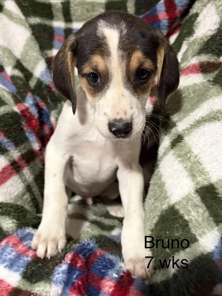 Bruno thumbnail 4