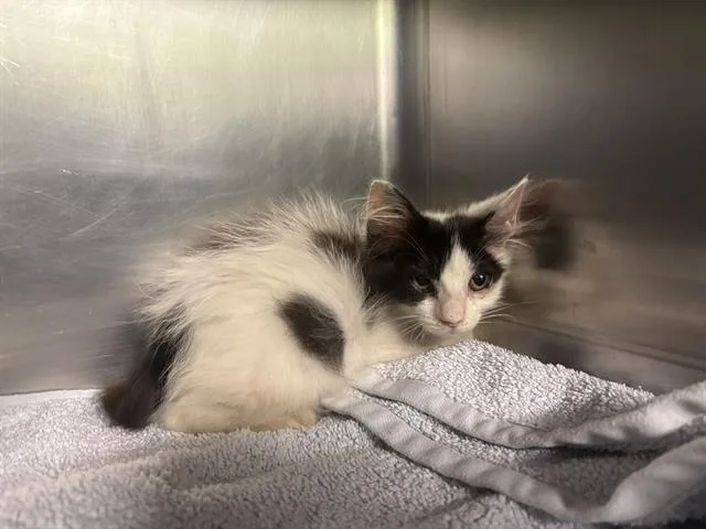 A baby small-sized female Domestic Short Hair cat named Peach for adoption in Grand Prairie, TX