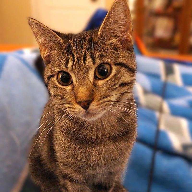 A baby small-sized female Brown / Chocolate Domestic Short Hair cat named Gemma for adoption in Bastrop, TX