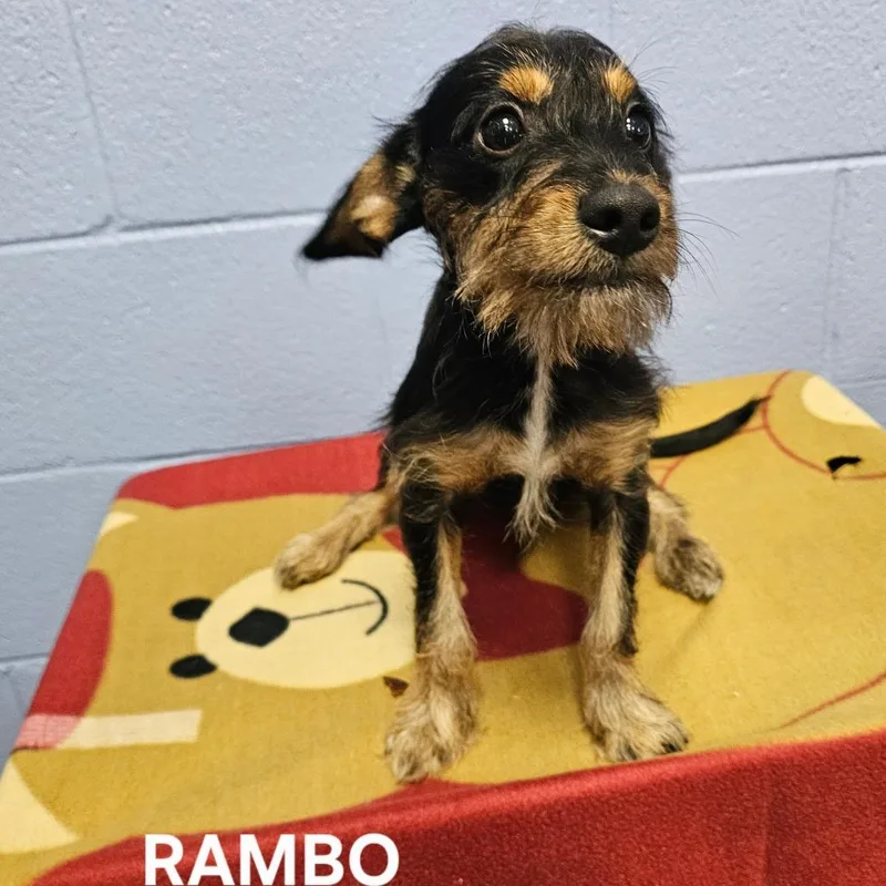 Rambo thumbnail 2