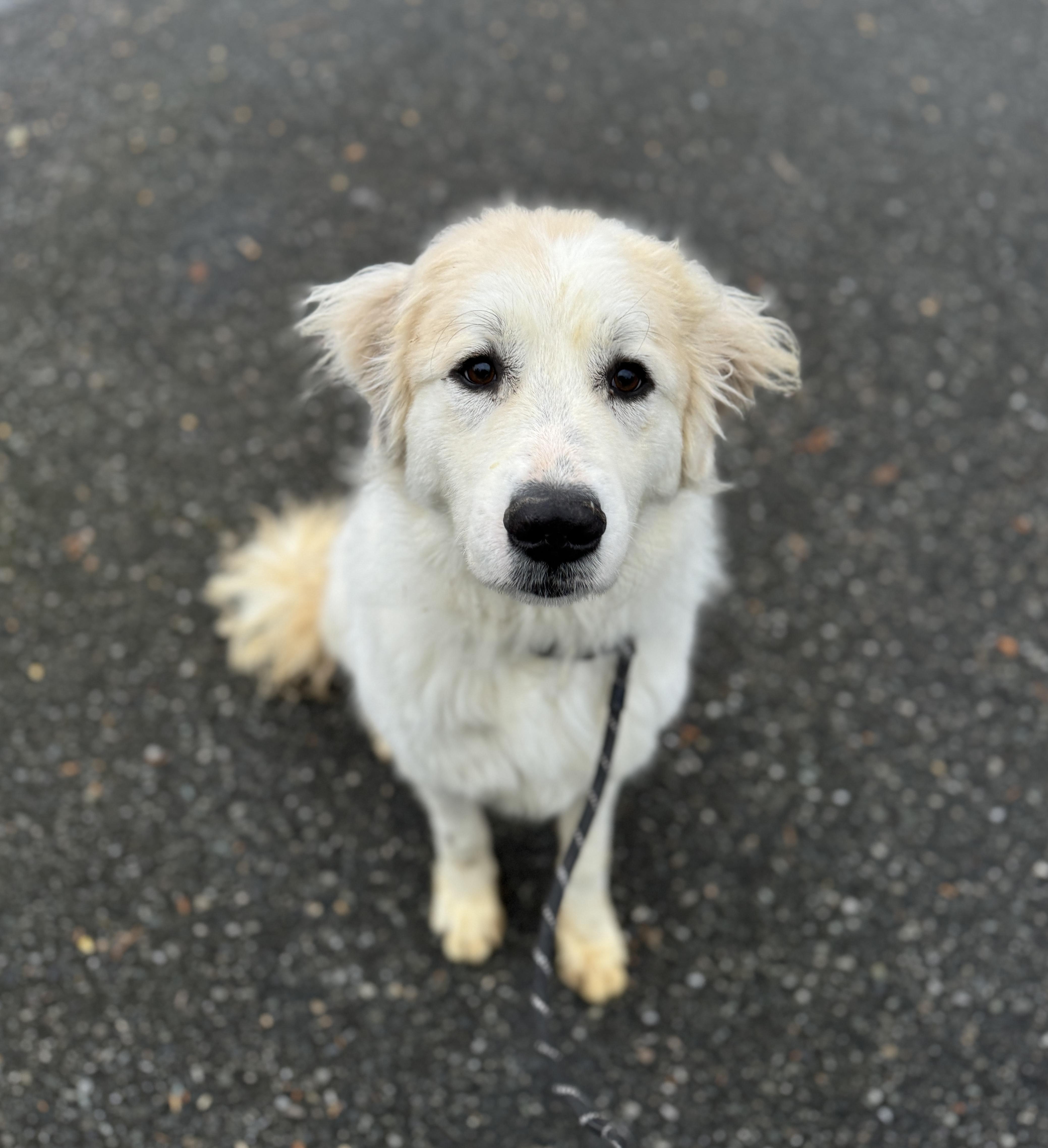 An adult large-sized male White / Cream Great Pyrenees dog named Odin for adoption in lynnwood , WA
