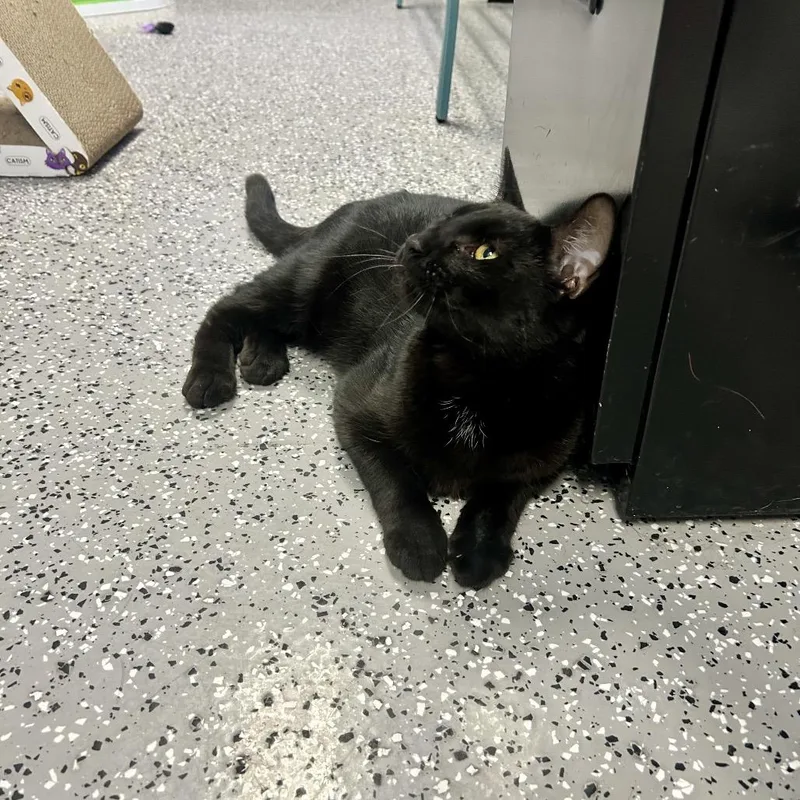 Meatball thumbnail 2