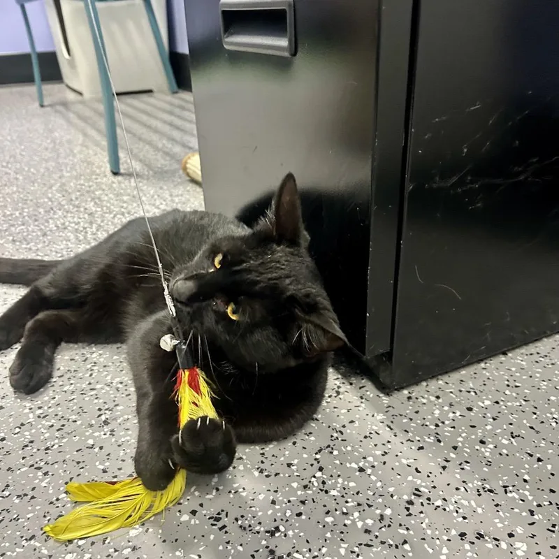 Meatball thumbnail 3