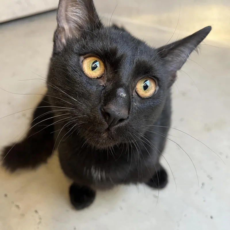 Meatball thumbnail 4