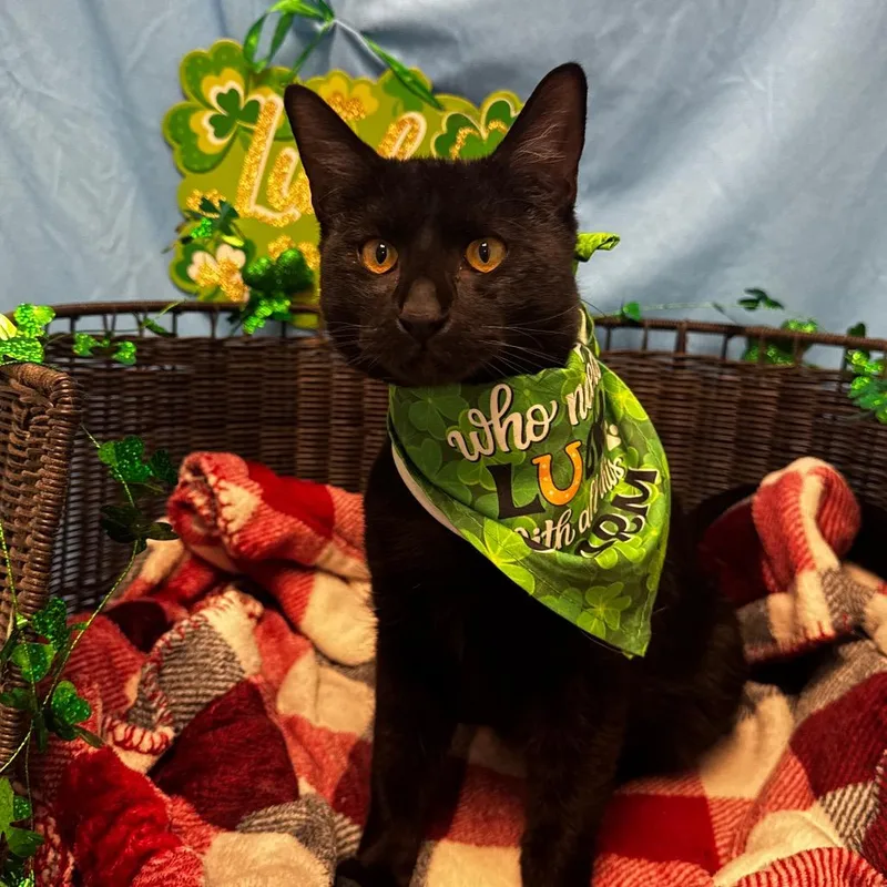 Meatball thumbnail 5