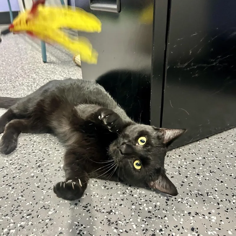 Meatball thumbnail 6