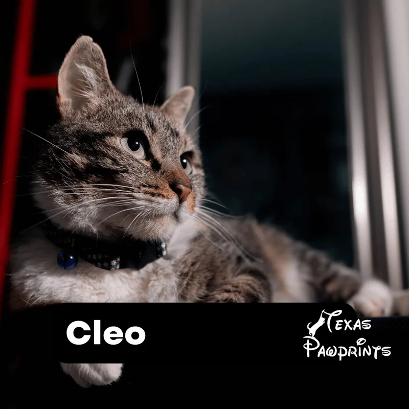 Cleo thumbnail 2