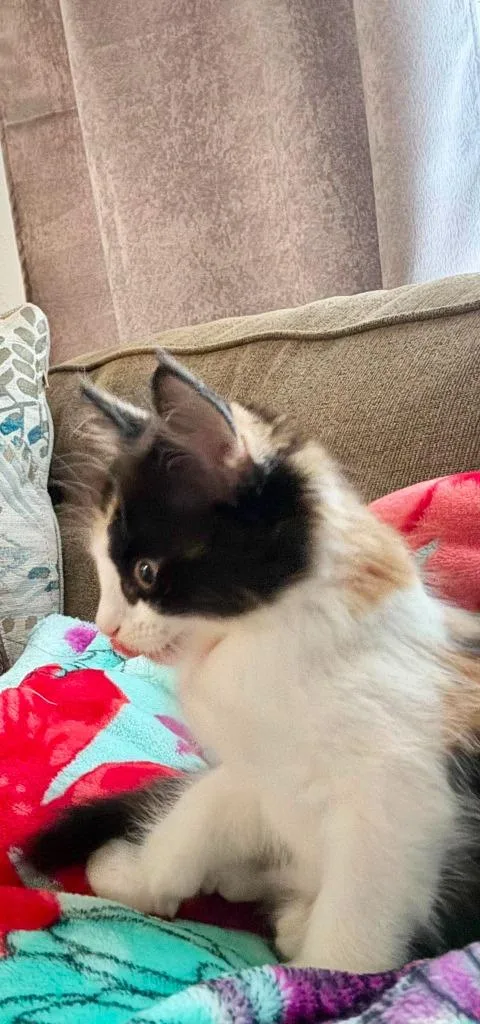 A baby small-sized female Domestic Long Hair cat named Biscuit for adoption in Sebastian, FL