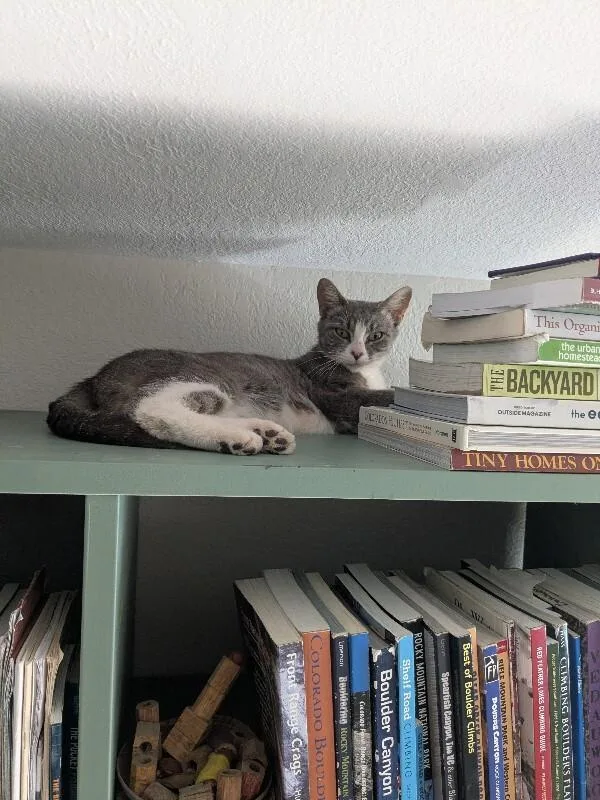 An adult medium-sized female Gray / Blue / Silver Domestic Short Hair cat named Neptune for adoption in Fort Collins, CO