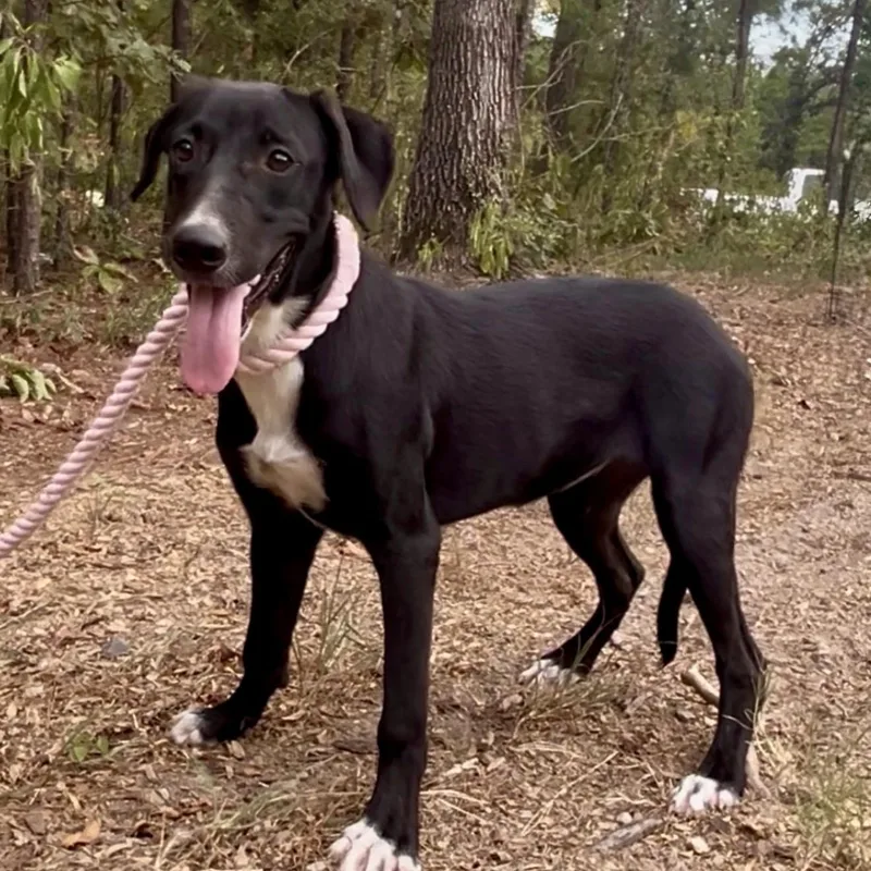 A young large-sized female German Shepherd Dog dog named Ruthie for adoption in Queen City, TX