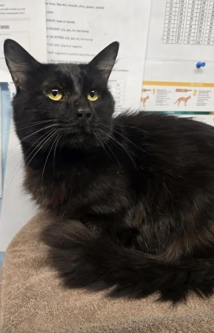 An adult small-sized male Domestic Medium Hair cat named Carbon Copy for adoption in Roseville, CA