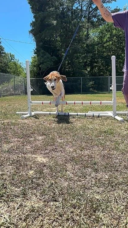 An adult large-sized male Mixed Breed dog named Colby for adoption in Fairfax, VA
