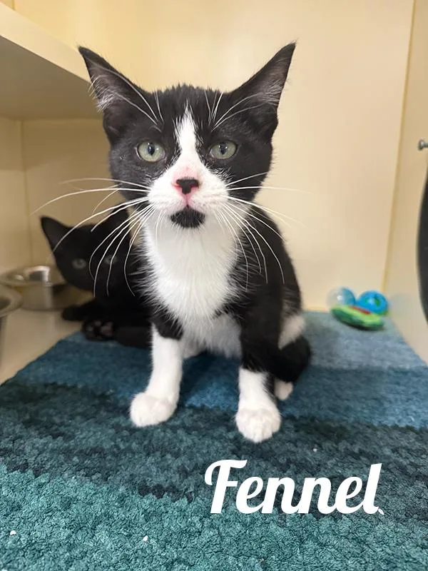 A baby medium-sized male Black Domestic Short Hair cat named Fennel for adoption in Manistee, MI