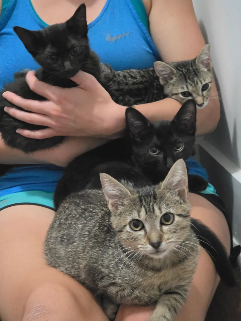 A baby medium-sized female Tabby (Brown / Chocolate) Tabby cat named Bubble for adoption in Wilmington, NC