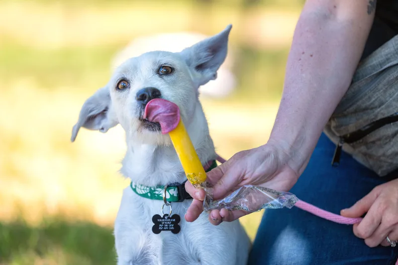 A young small-sized female White / Cream Terrier dog named Xena for adoption in Santa Rosa, CA