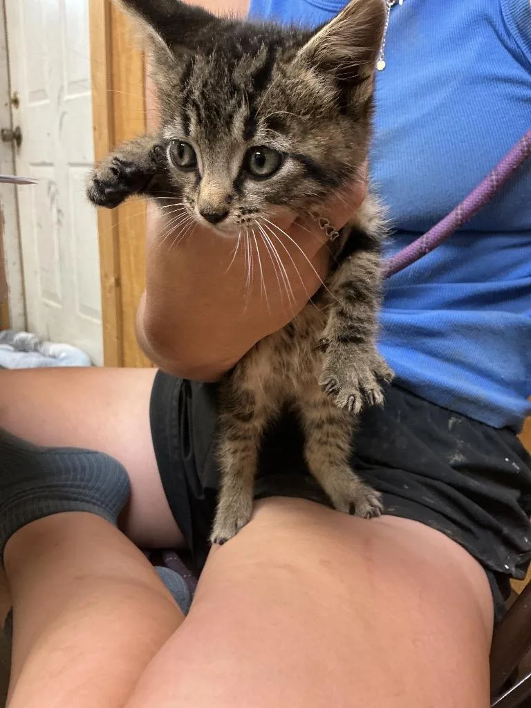 A baby small-sized male Abyssinian cat named Lincoln for adoption in Dyersburg, TN