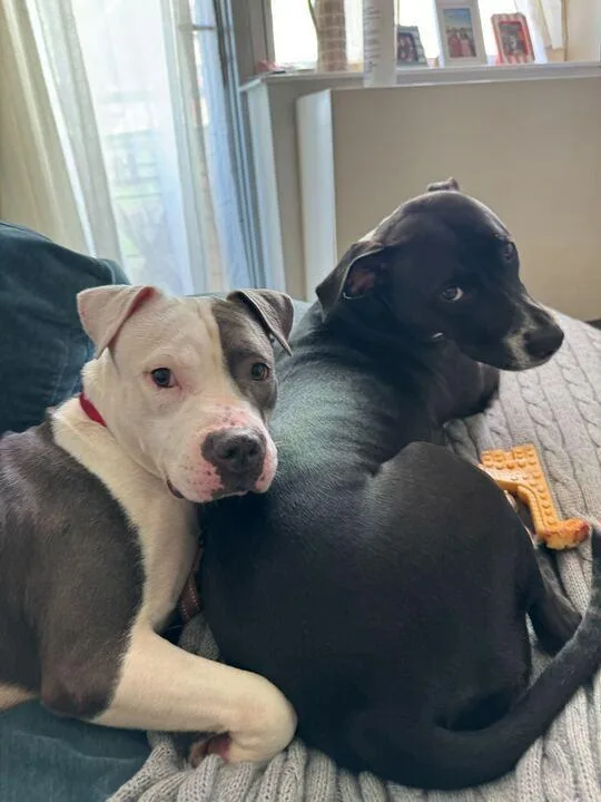 A young medium-sized female Mixed Breed dog named Lyla for adoption in New York, NY