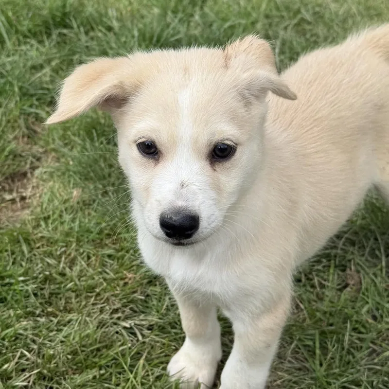 A baby small-sized male Husky dog named Gaz for adoption in Stahlstown, PA