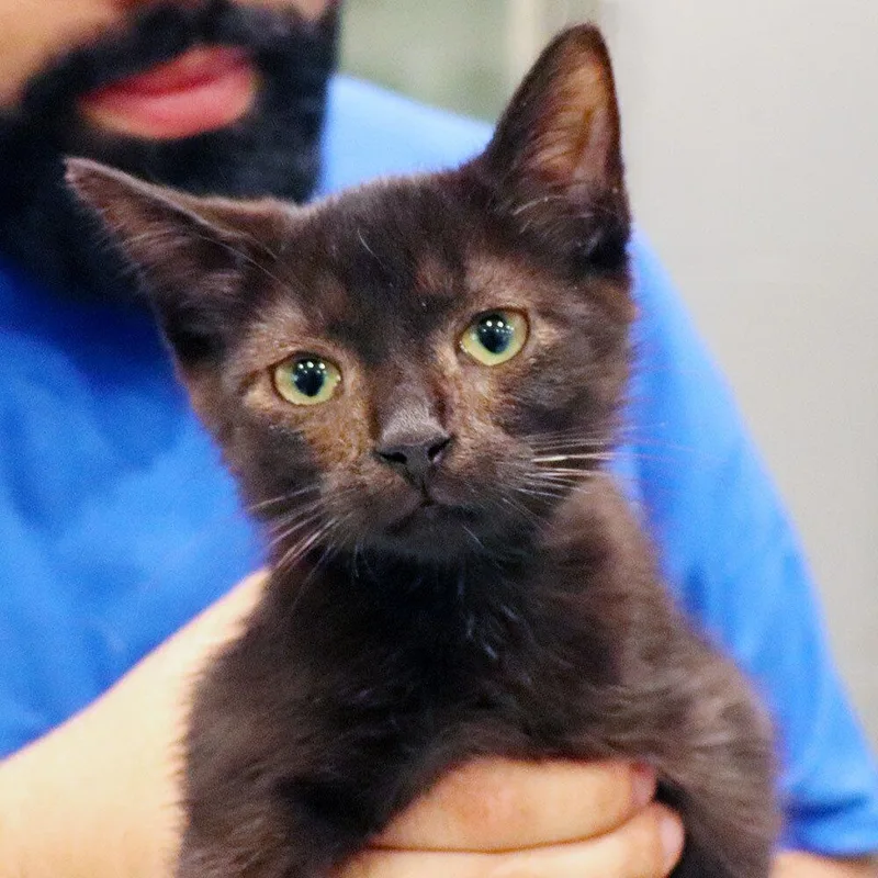 A baby small-sized male Domestic Short Hair cat named Apollo for adoption in Port Washington, NY