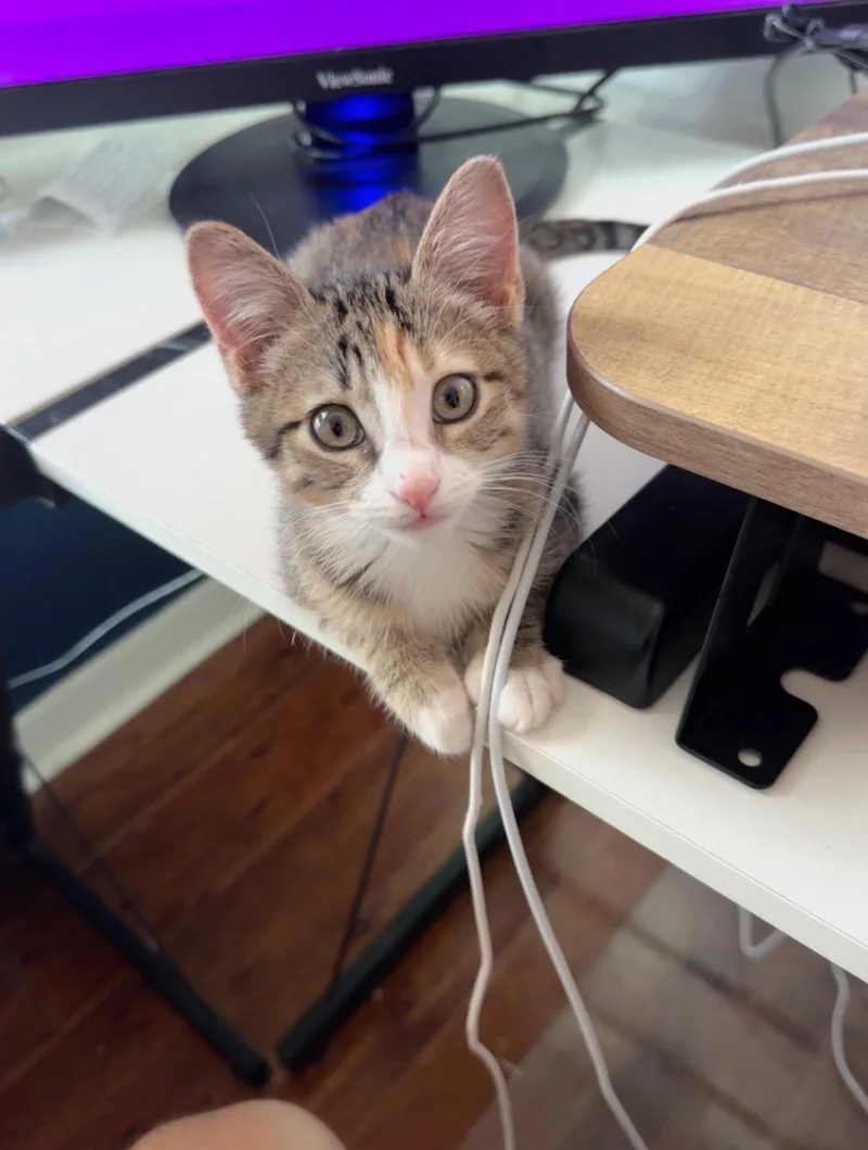 A baby medium-sized male Tabby cat named Oakley for adoption in Austin, TX