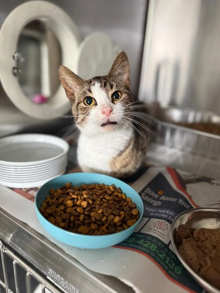A young large-sized male Domestic Short Hair cat named Patty Melt for adoption in Detroit, MI