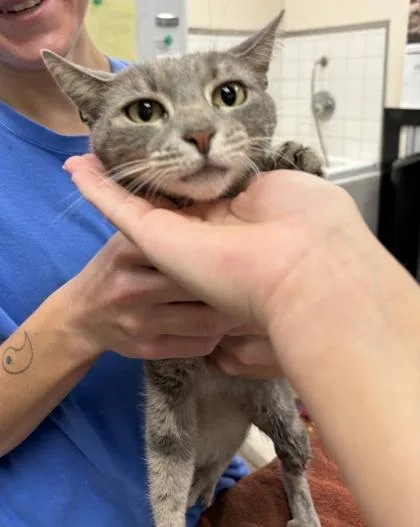 An adult medium-sized female Domestic Short Hair cat named Nadia for adoption in Palm Coast, FL