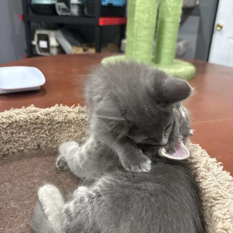 A baby small-sized male Domestic Short Hair cat named Garth for adoption in Shelbyville, IN