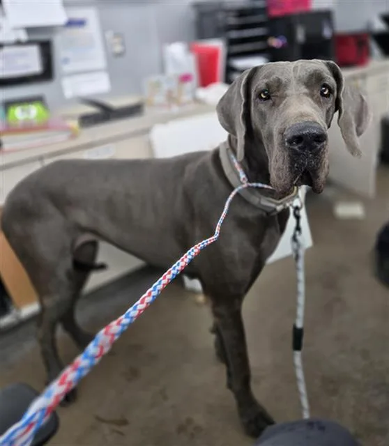 An adult extra large-sized female Mixed Breed dog named Love for adoption in Dallas, TX